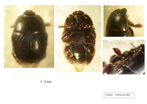 Exaesiopus grossipes